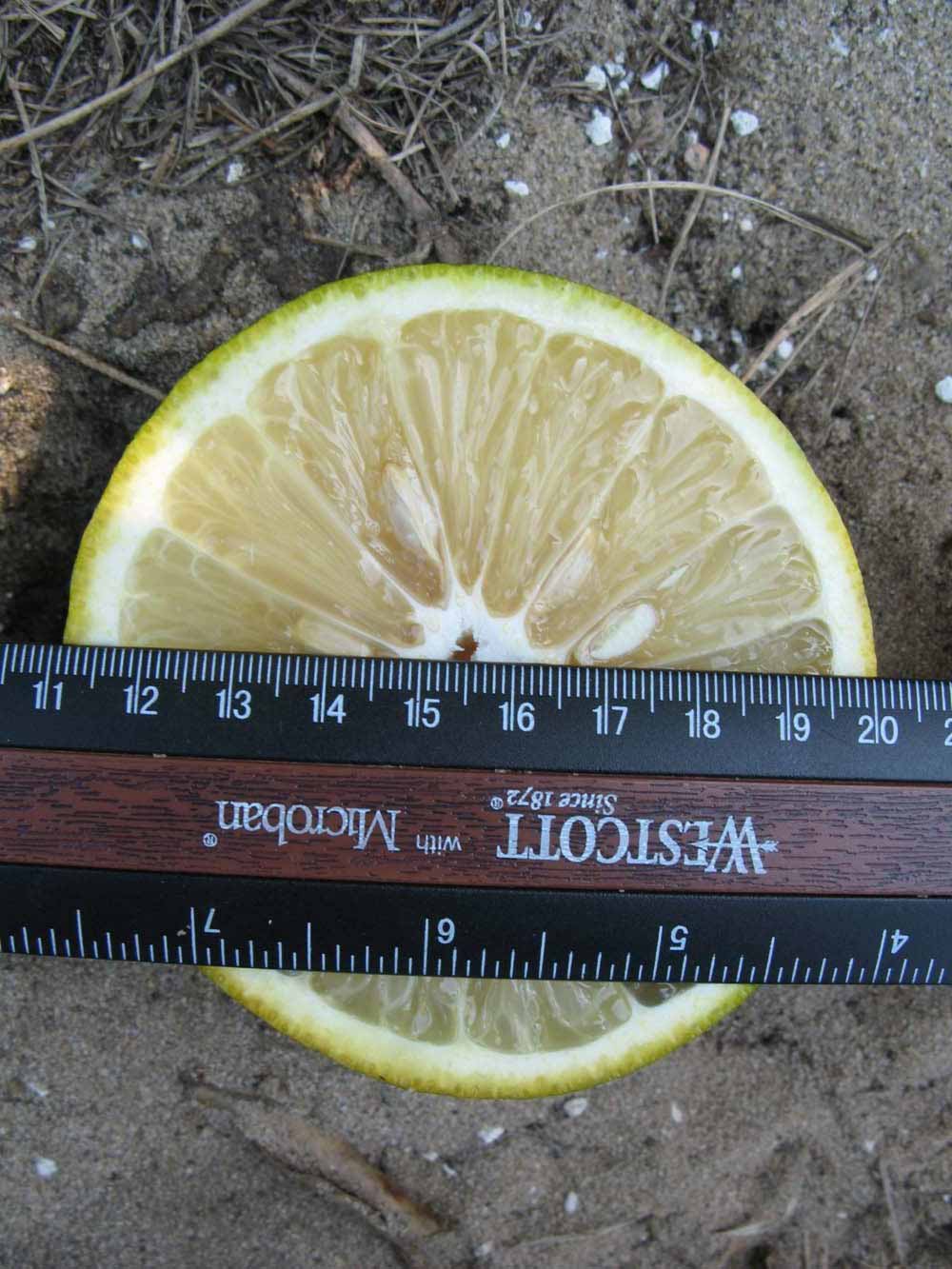              Fruit cross-section (Winter Haven, FL)   